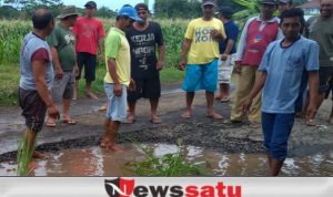 Protes Jalan Rusak, Warga Probolinggo Tanam Padi