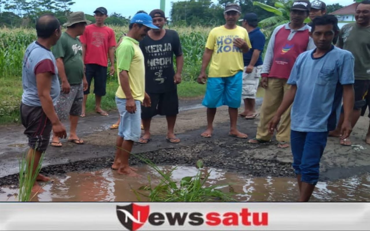 Protes Jalan Rusak, Warga Probolinggo Tanam Padi