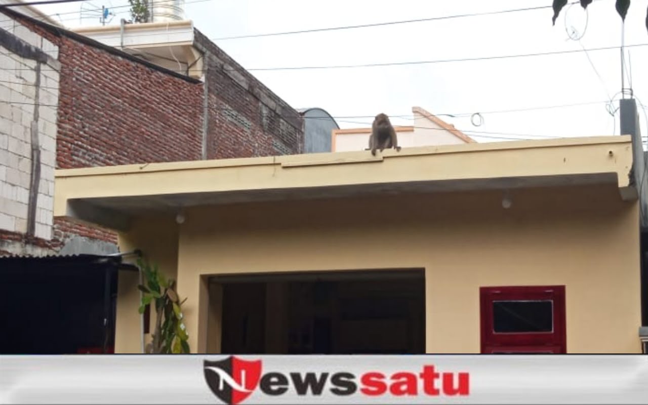 Seekor Kera Obrak-Abrik Rumah Warga Di Kota Probolinggo