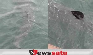 Munculnya Hiu di Perairan Pelabuhan Kota Probolinggo, Bikin Warga Kaget