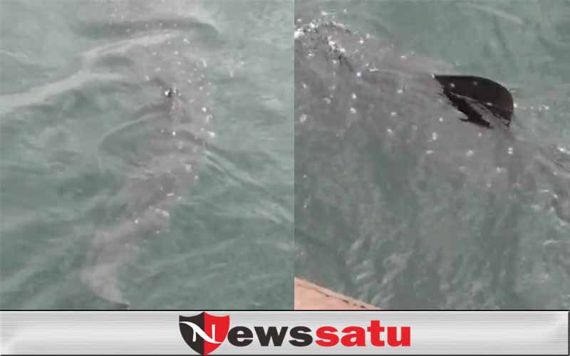 Munculnya Hiu di Perairan Pelabuhan Kota Probolinggo, Bikin Warga Kaget