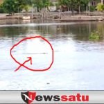 Sempat Heboh, Kemunculan Seekor Buaya di Sungai Komering Kayuagung