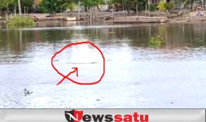 Sempat Heboh, Kemunculan Seekor Buaya di Sungai Komering Kayuagung
