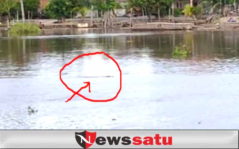 Sempat Heboh, Kemunculan Seekor Buaya di Sungai Komering Kayuagung