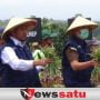 Bupati Sumenep Gelar Panen Raya Bawang Merah Di Rubaru
