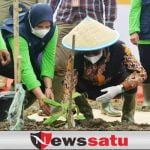 Pemkab Bondowoso Sambut Baik Pengembangan Pisang Cavendish