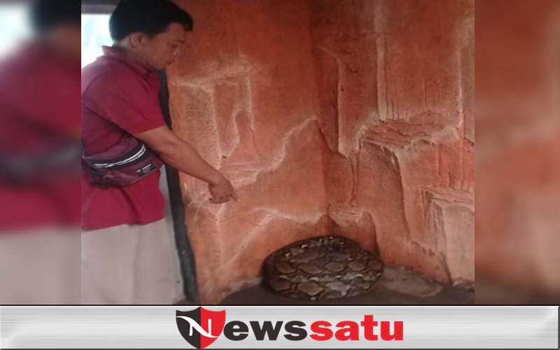 Ular Sanca Kembang Jumbo Milik Warga Diserahkan Ke TWSL