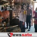 DKPP Pamekasan Mulai Vaksinasi PMK pada Sapi