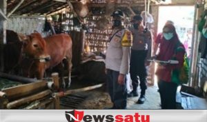 DKPP Pamekasan Mulai Vaksinasi PMK pada Sapi