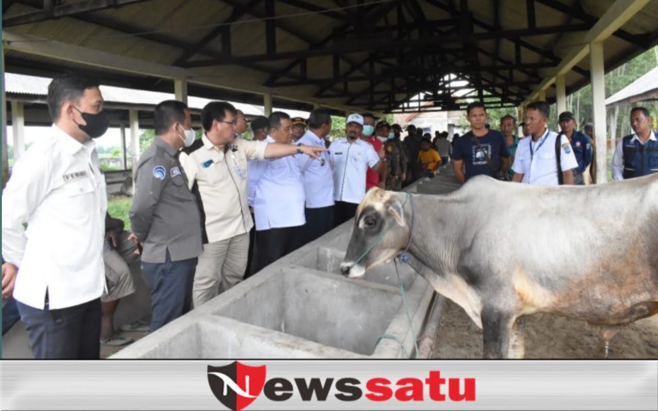 OKI Siaga PMK Jelang Idul Adha