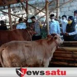 Tinjau Ternak Terpapar PMK, Bupati Akan Upayakan Vaksinasi dan Pengobatan