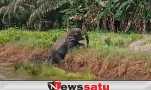 Kawanan Gajah Memasuki Pemukiman Warga, Babinsa Koramil 402-14 Siaga Jaga Malam