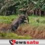 Kawanan Gajah Memasuki Pemukiman Warga, Babinsa Koramil 402-14 Siaga Jaga Malam