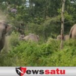 Gajah Ngamuk, Salah Satu Warga Belanti Meninggal Dunia