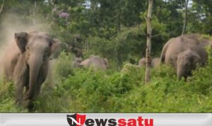 Gajah Ngamuk, Salah Satu Warga Belanti Meninggal Dunia