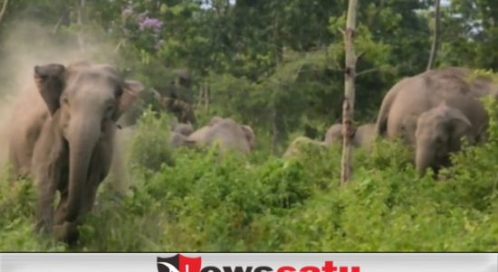 Gajah Ngamuk, Salah Satu Warga Belanti Meninggal Dunia