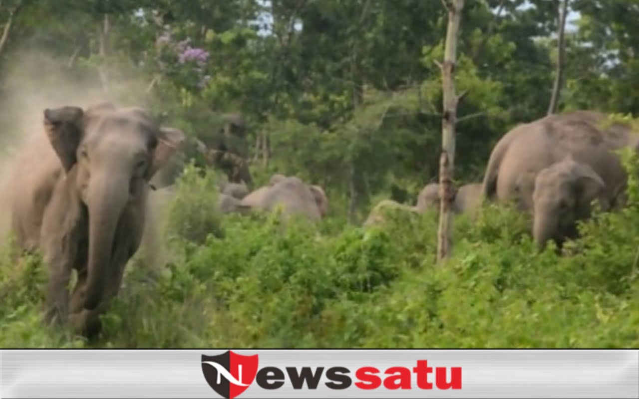 Gajah Ngamuk, Salah Satu Warga Belanti Meninggal Dunia