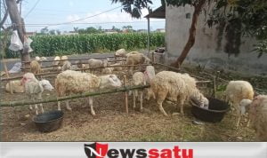 Jelang Idul Adha, Harga Kambing Kurban Mulai Naik