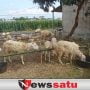 Jelang Idul Adha, Harga Kambing Kurban Mulai Naik