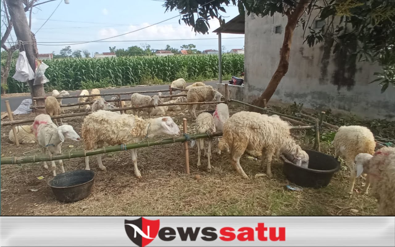 Jelang Idul Adha, Harga Kambing Kurban Mulai Naik
