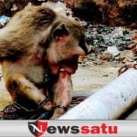 Kera Liar Diamankan Tim Damkar, Warga GA Sudah Tidak Resah