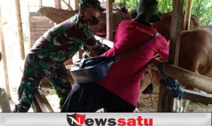 185 Ekor Sapi di Desa Tusan Jadi Target Vaksinasi