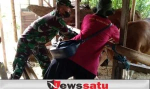 185 Ekor Sapi di Desa Tusan Jadi Target Vaksinasi
