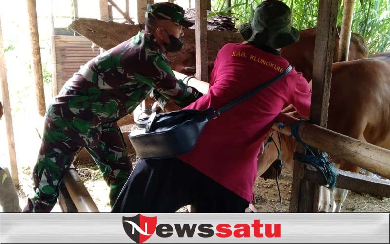 185 Ekor Sapi di Desa Tusan Jadi Target Vaksinasi