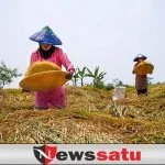 Harga Gabah Di Sumenep Tembus Rp 860 Ribu
