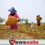 Harga Gabah Di Sumenep Tembus Rp 860 Ribu