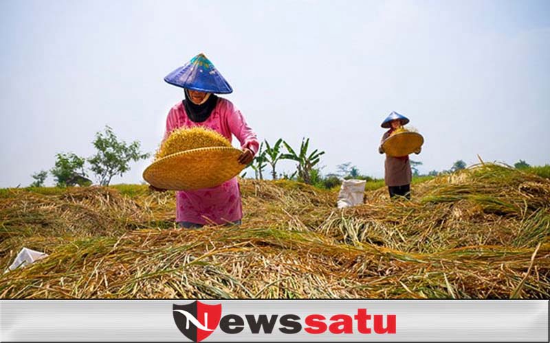 Harga Gabah Di Sumenep Tembus Rp 860 Ribu