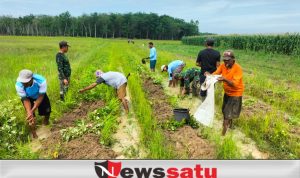 Babinsa Koramil Kayuagung Tanam Sayuran Guna Jaga Ketahanan Pangan