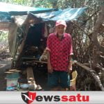 Kakek Sebatangkara Hidup di Hutan Mangrove Probolinggo