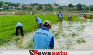 Ketahanan Pangan, WBP Asimilasi Tanam Padi di Lahan 1 Ha