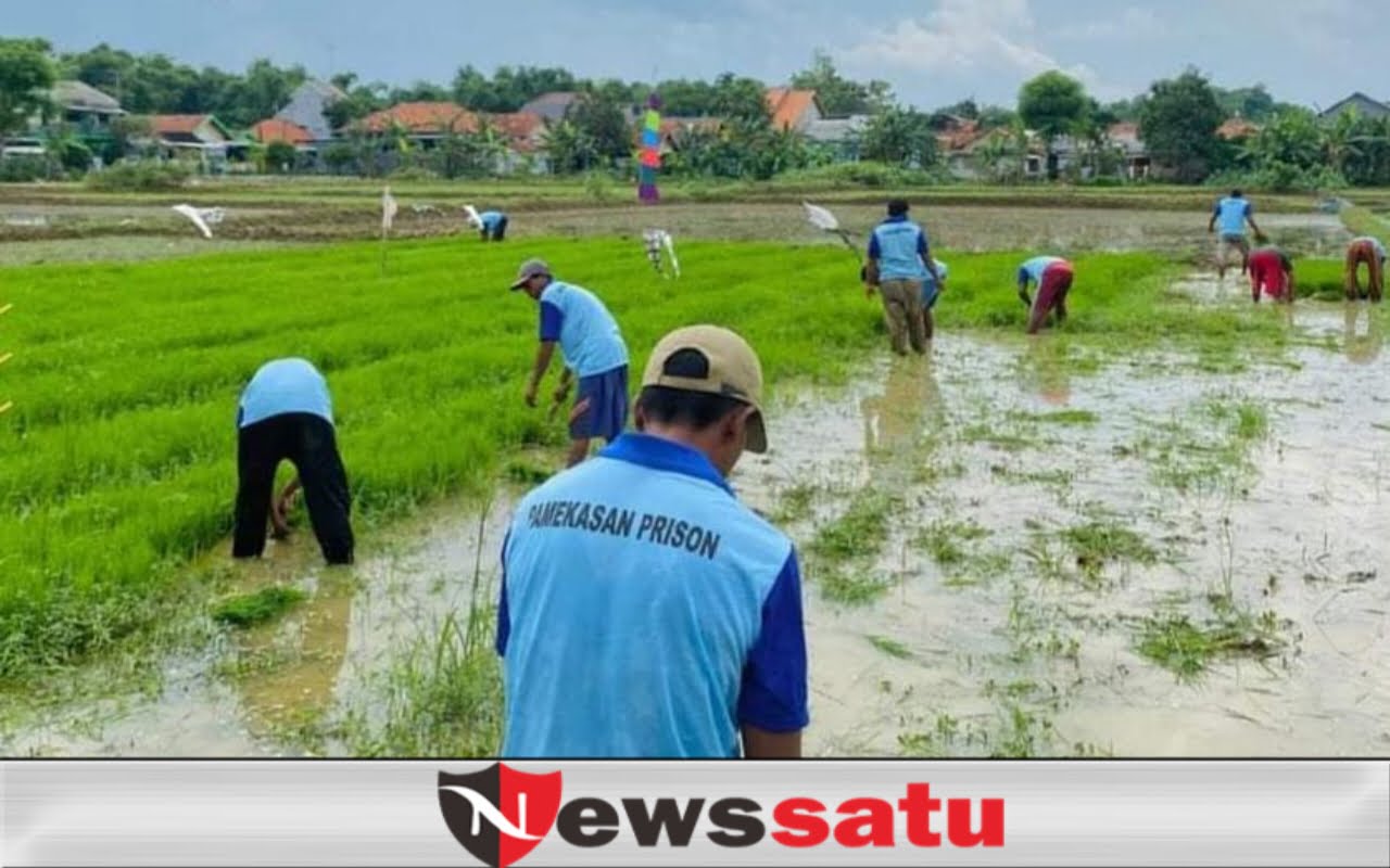 Ketahanan Pangan, WBP Asimilasi Tanam Padi di Lahan 1 Ha