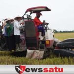Panen Raya, Stok Beras Di Kabupaten OKI Aman