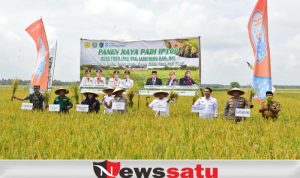 Produktivitas Padi Di OKI Tembus 6,6 Ton Per Hektare