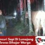 Pencuri Sapi Di Lumajang Tewas Dihajar Warga