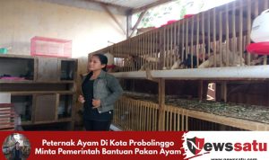 Peternak Ayam Di Kota Probolinggo Minta Pemerintah Bantuan Pakan Ayam