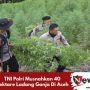 TNI Polri Musnahkan 40 Hektare Ladang Ganja Di Aceh