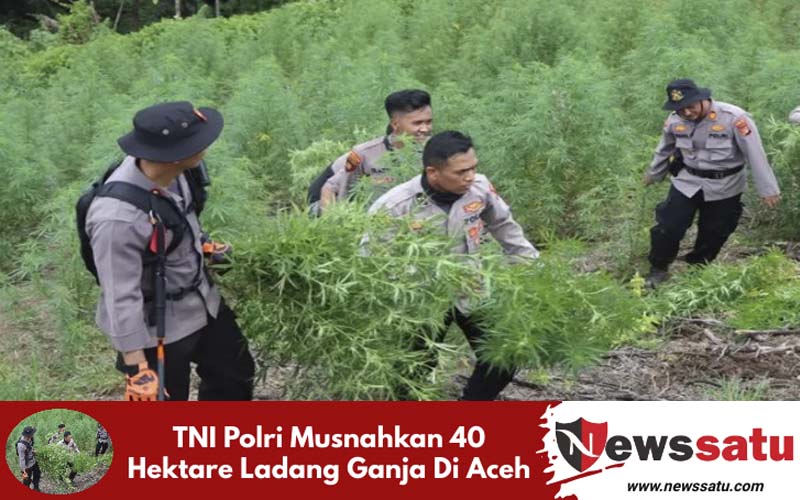 TNI Polri Musnahkan 40 Hektare Ladang Ganja Di Aceh