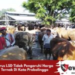Virus LSD Tidak Pengaruhi Harga Ternak Di Kota Probolinggo