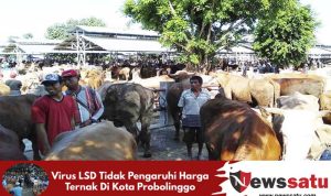 Virus LSD Tidak Pengaruhi Harga Ternak Di Kota Probolinggo