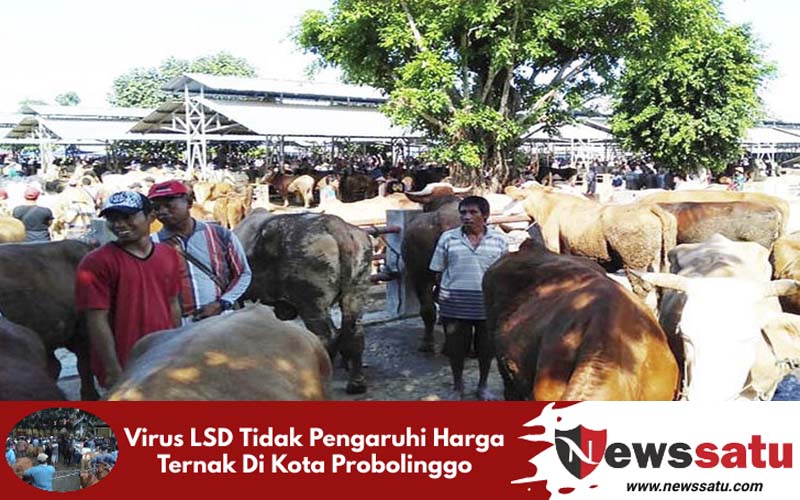 Virus LSD Tidak Pengaruhi Harga Ternak Di Kota Probolinggo