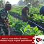 Babinsa Imbau Petani Tembakau Manfaatkan Pupuk Organik di Pamekasan