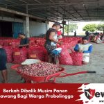 Berkah Dibalik Musim Panen Bawang Bagi Warga Probolinggo