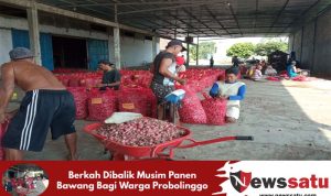 Berkah Dibalik Musim Panen Bawang Bagi Warga Probolinggo
