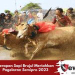 Kerapan Sapi Brujul Meriahkan Pagelaran Semipro 2023