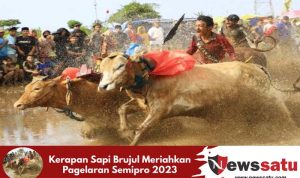 Kerapan Sapi Brujul Meriahkan Pagelaran Semipro 2023