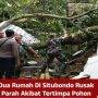 Dua Rumah Di Situbondo Rusak Parah Akibat Tertimpa Pohon